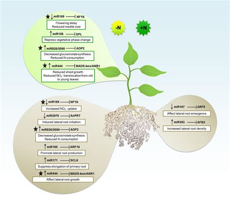 macronutrients in plants
